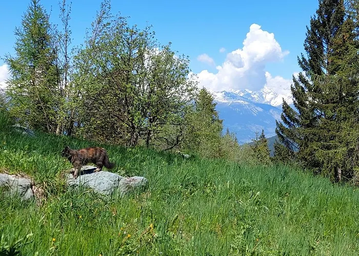 De L'ours Otel Les Collons